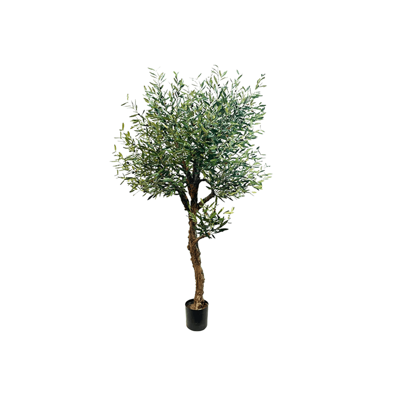 ARBEQUINA